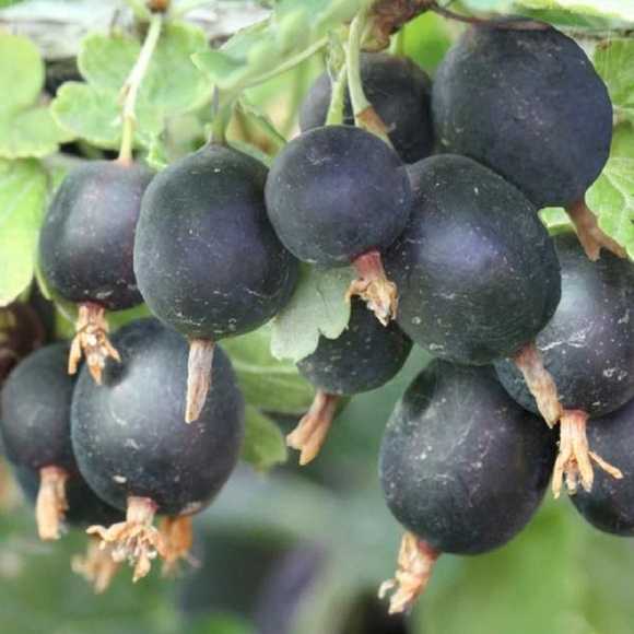 Черный негус image Черный негус Крыжовник: Черный негус